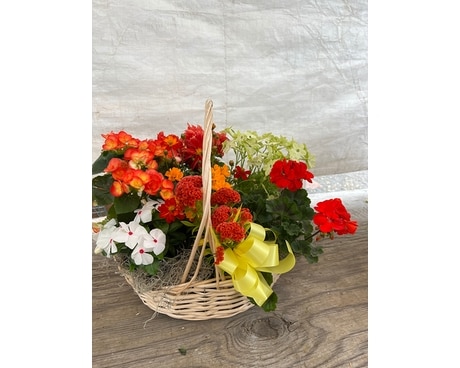 A Gardners dream Plant